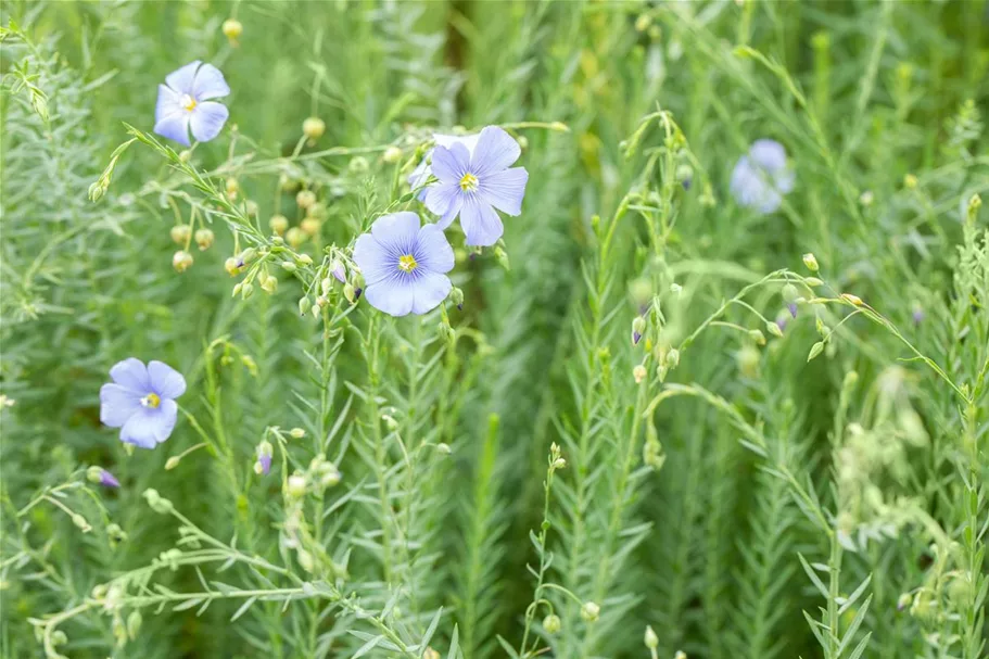 Linum perenne 9 x 9 cm Topf 0,5 Liter 