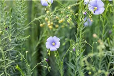 Linum perenne 9 x 9 cm Topf 0,5 Liter 