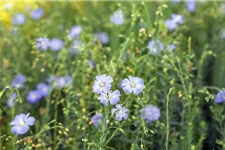 Linum perenne 9 x 9 cm Topf 0,5 Liter 