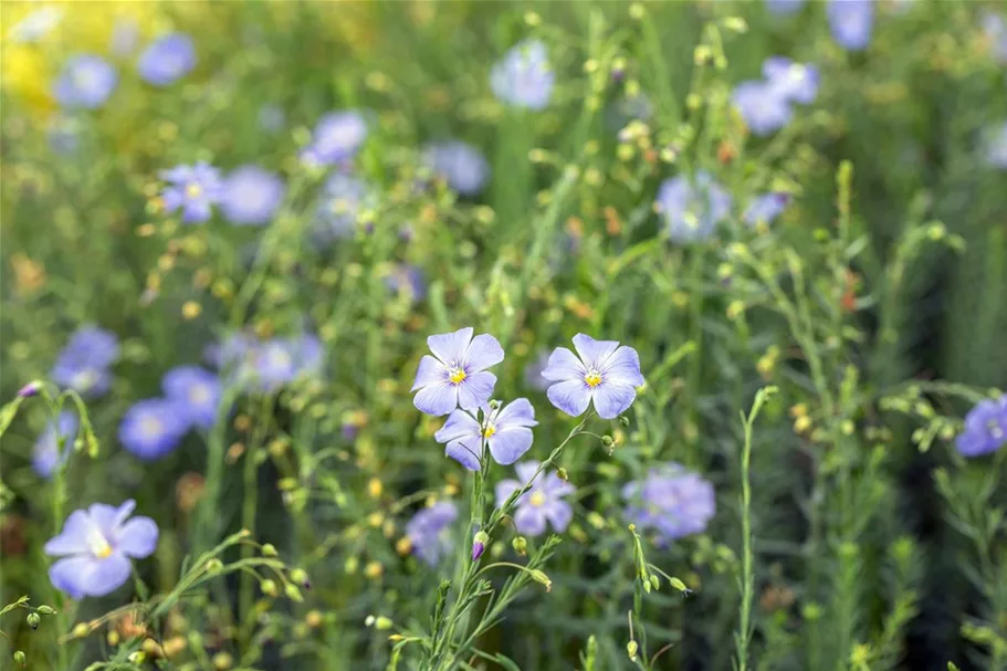 Linum perenne 9 x 9 cm Topf 0,5 Liter 