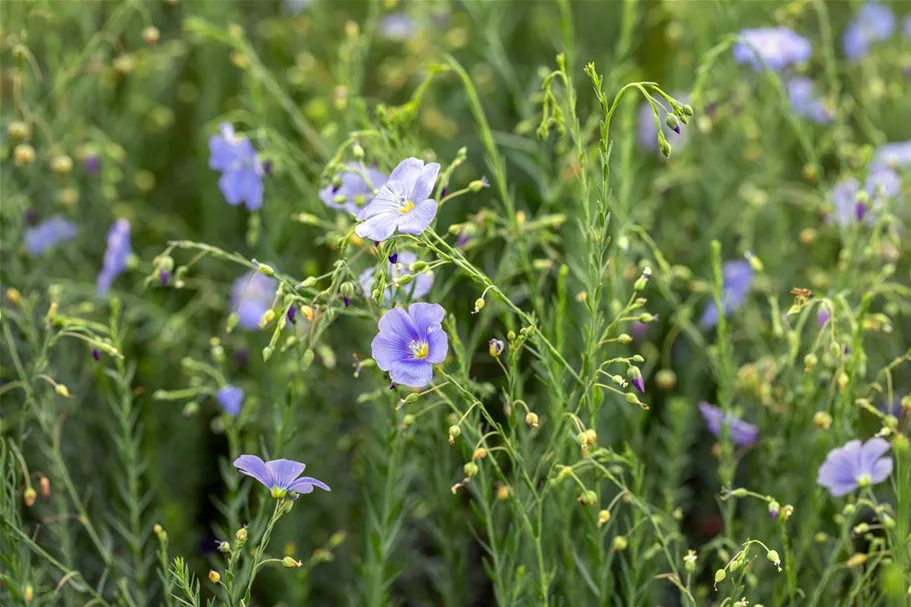 Linum perenne 9 x 9 cm Topf 0,5 Liter 