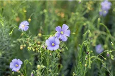 Linum perenne 9 x 9 cm Topf 0,5 Liter 