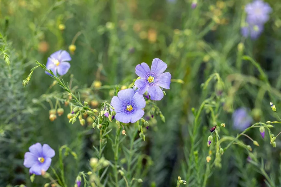 Linum perenne 9 x 9 cm Topf 0,5 Liter 