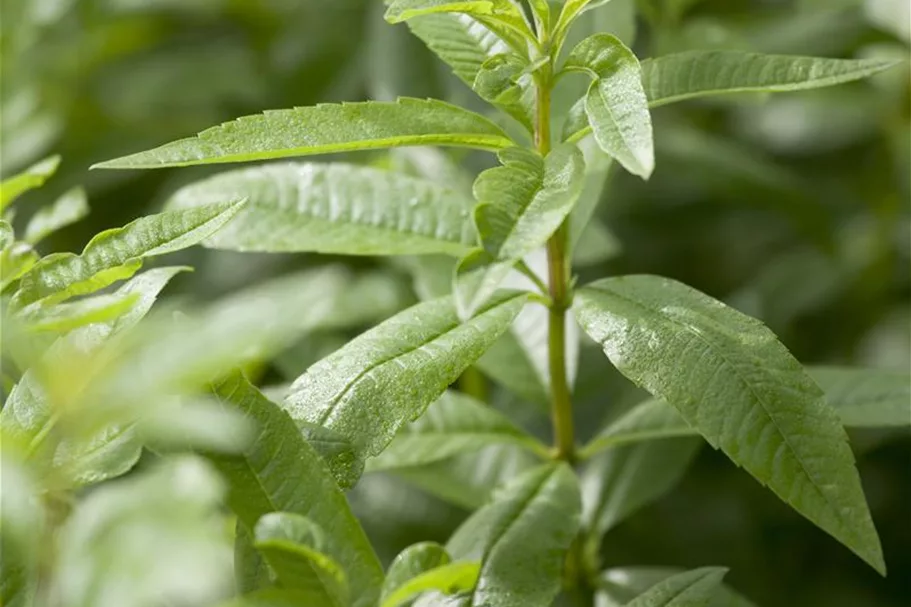 Lippia citriodora 9 x 9 cm Topf 0,5 Liter 