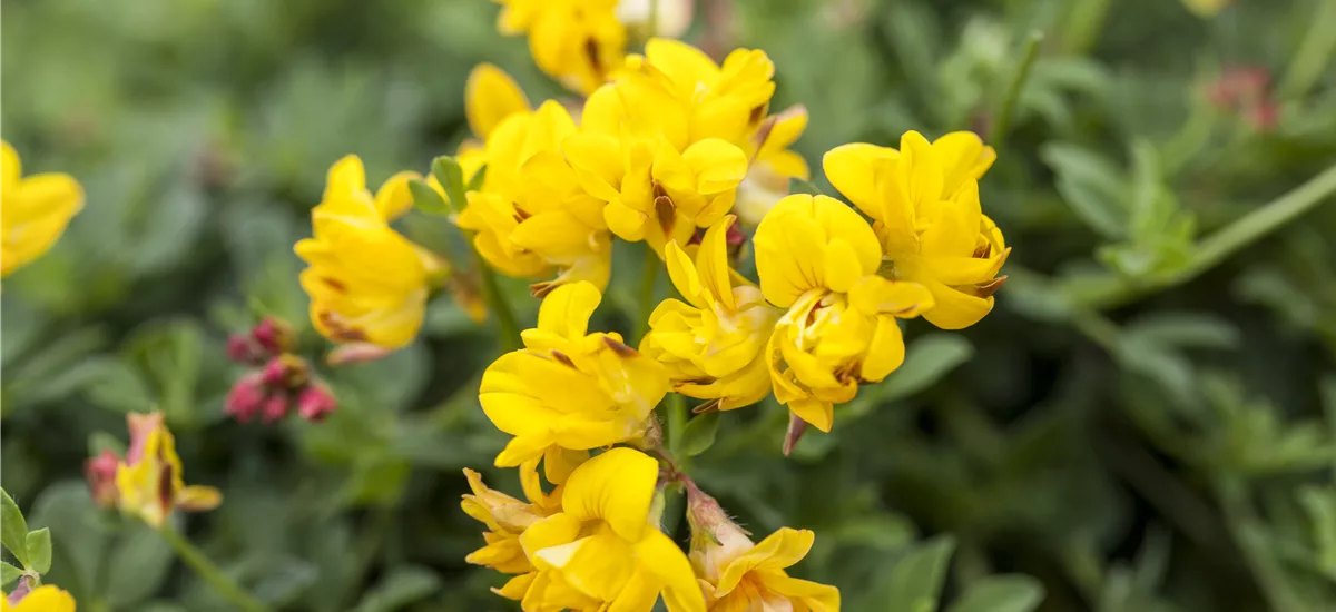 Lotus corniculatus 'Pleniflorus' 9 x 9 cm Topf 0,5 Liter 