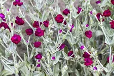 Lychnis coronaria 9 x 9 cm Topf 0,5 Liter 