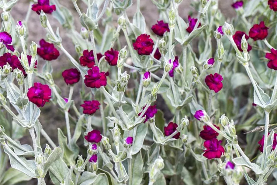 Lychnis coronaria 9 x 9 cm Topf 0,5 Liter 