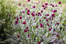 Lychnis coronaria 9 x 9 cm Topf 0,5 Liter 