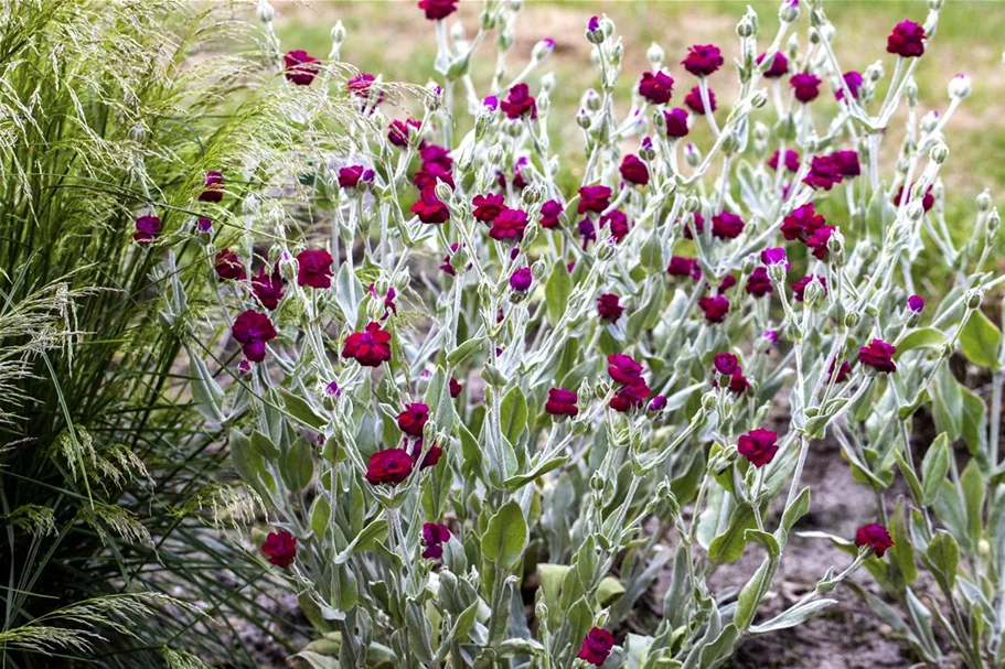 Lychnis coronaria 9 x 9 cm Topf 0,5 Liter 