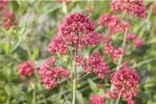 Rotblühende Spornblume 'Coccineus' 9 x 9 cm Topf 0,5 Liter