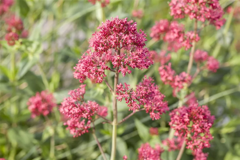 Rotblühende Spornblume 'Coccineus' 9 x 9 cm Topf 0,5 Liter