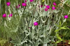 Lychnis coronaria 9 x 9 cm Topf 0,5 Liter 