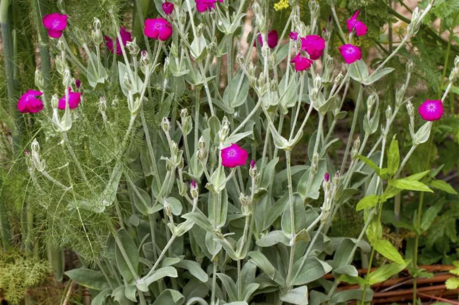 Lychnis coronaria 9 x 9 cm Topf 0,5 Liter 