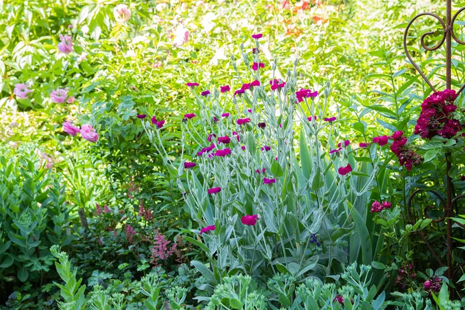 Lychnis coronaria 9 x 9 cm Topf 0,5 Liter 