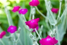 Lychnis coronaria 9 x 9 cm Topf 0,5 Liter 