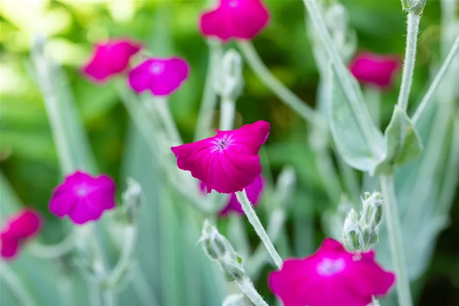 Lychnis coronaria 9 x 9 cm Topf 0,5 Liter 