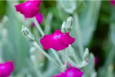 Lychnis coronaria 9 x 9 cm Topf 0,5 Liter 