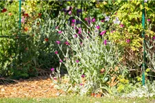 Lychnis coronaria 9 x 9 cm Topf 0,5 Liter 