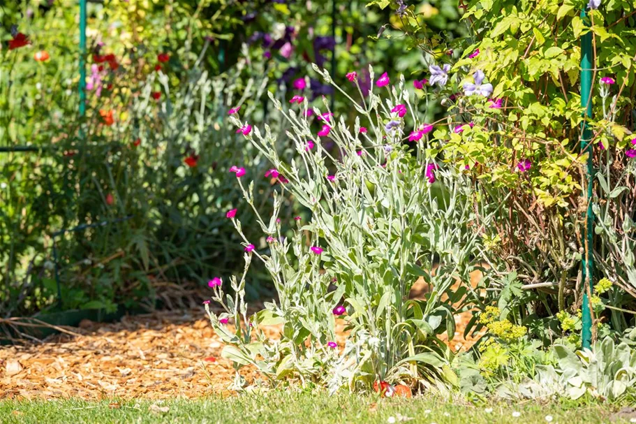 Lychnis coronaria 9 x 9 cm Topf 0,5 Liter 