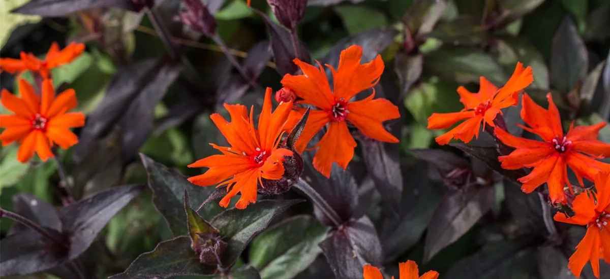 Lychnis x arkwrightii 'Vesuvius' 9 x 9 cm Topf 0,5 Liter 