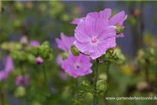 Malva moschata 'Rosea' 9 x 9 cm Topf 0,5 Liter 