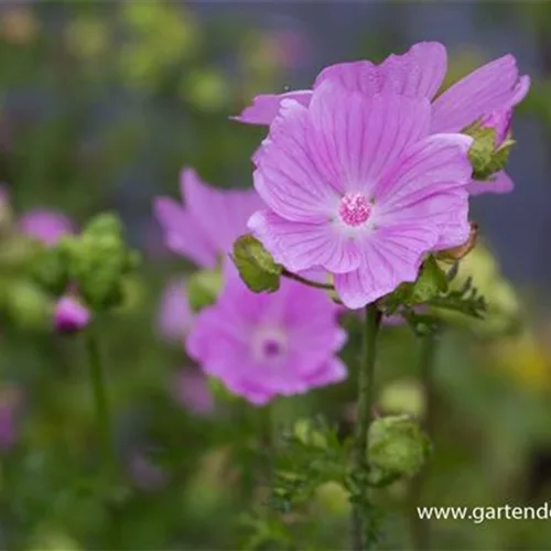 Malva moschata 'Rosea'