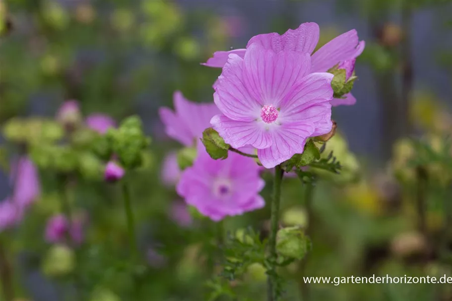 Malva moschata 'Rosea' 9 x 9 cm Topf 0,5 Liter 