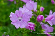 Malva moschata 'Rosea' 9 x 9 cm Topf 0,5 Liter 