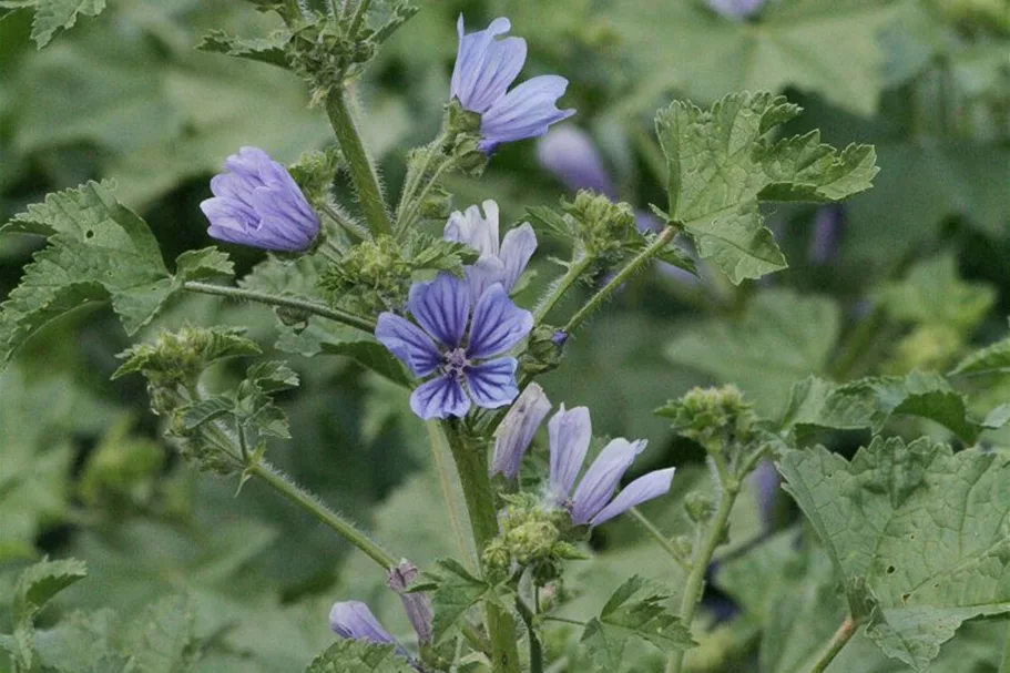 Malva sylvestris 'Blue Fountain' 9 x 9 cm Topf 0,5 Liter 