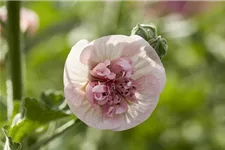 Malva sylvestris 'Blue Fountain' 9 x 9 cm Topf 0,5 Liter 