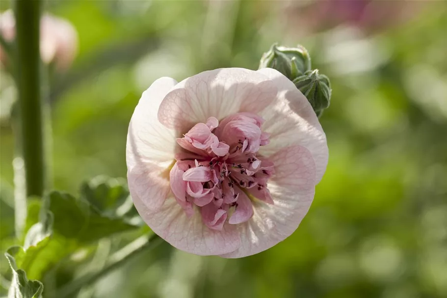 Malva sylvestris 'Blue Fountain' 9 x 9 cm Topf 0,5 Liter 