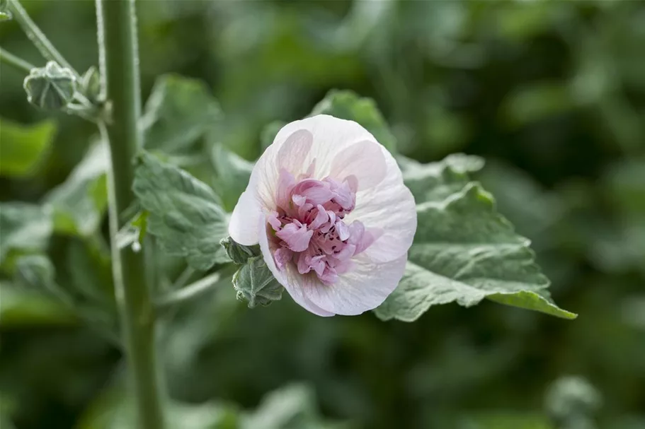 Malva sylvestris 'Blue Fountain' 9 x 9 cm Topf 0,5 Liter 