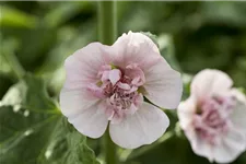 Malva sylvestris 'Blue Fountain' 9 x 9 cm Topf 0,5 Liter 