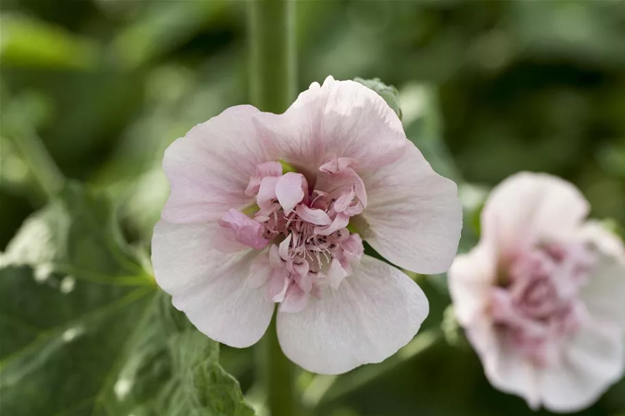 Malva sylvestris 'Blue Fountain' 9 x 9 cm Topf 0,5 Liter 