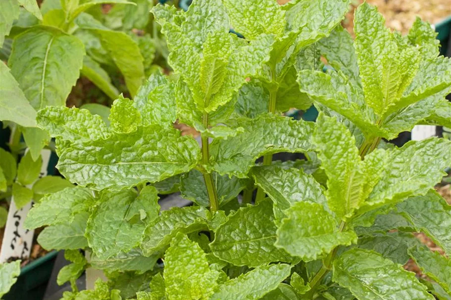 Mentha x piperita 'Mojito' 9 x 9 cm Topf 0,5 Liter 