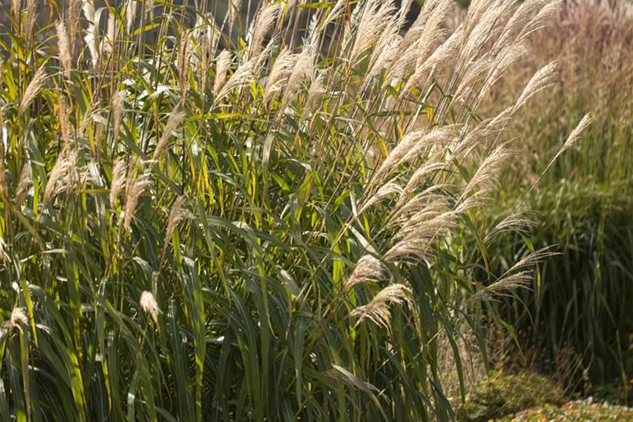 Miscanthus sinensis 'Adagio' 9 x 9 cm Topf 0,5 Liter 