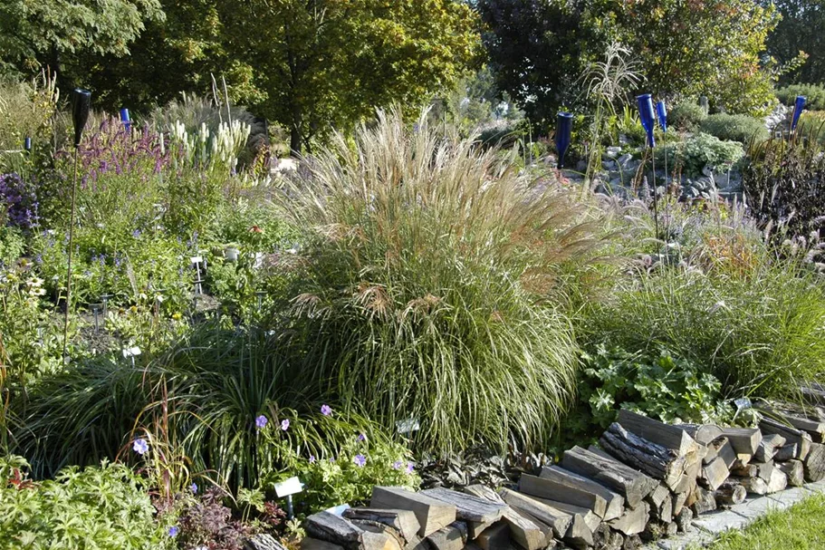 Miscanthus sinensis 'Adagio' 9 x 9 cm Topf 0,5 Liter 