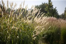 Miscanthus sinensis 'Silberturm' 9 x 9 cm Topf 0,5 Liter 