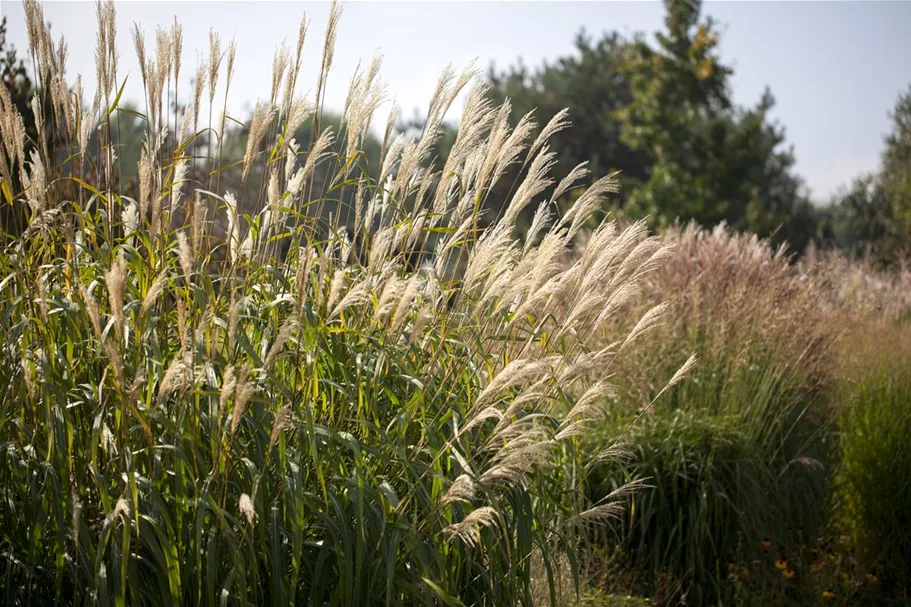 Miscanthus sinensis 'Silberturm' 9 x 9 cm Topf 0,5 Liter 