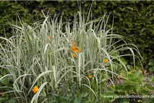 Miscanthus sinensis 'Variegatus' 9 x 9 cm Topf 0,5 Liter 