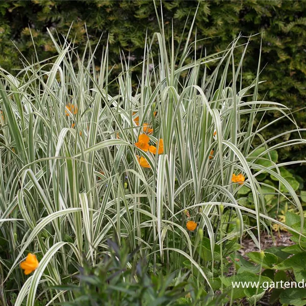 Miscanthus sinensis 'Variegatus'