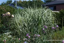 Miscanthus sinensis 'Variegatus' 9 x 9 cm Topf 0,5 Liter 