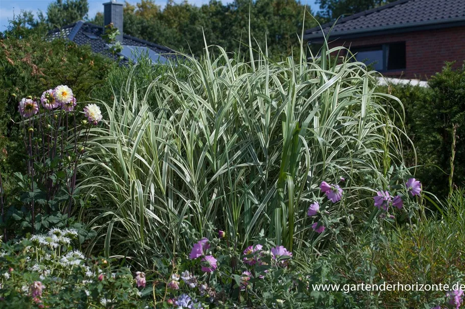 Miscanthus sinensis 'Variegatus' 9 x 9 cm Topf 0,5 Liter 