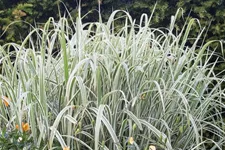 Miscanthus sinensis 'Variegatus' 9 x 9 cm Topf 0,5 Liter 