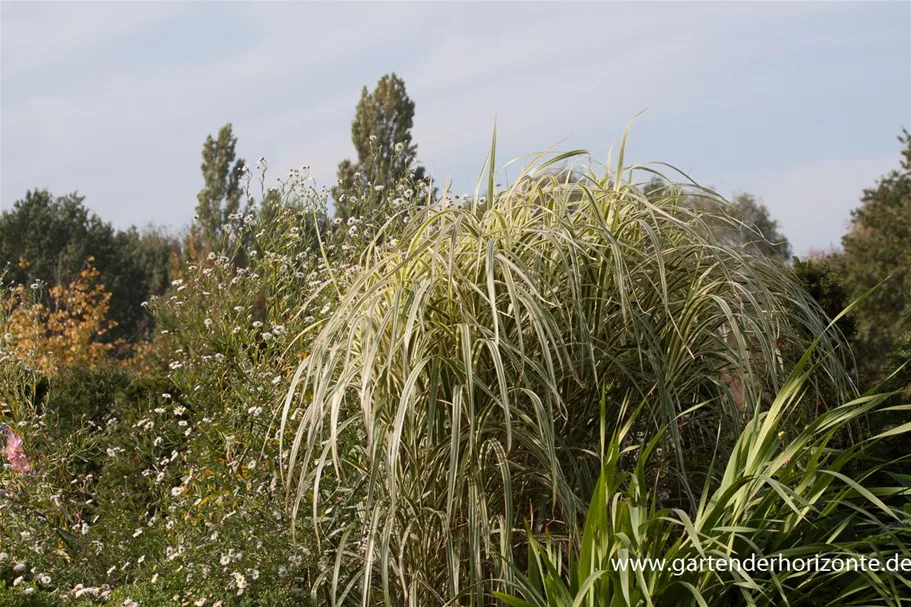 Miscanthus sinensis 'Variegatus' 9 x 9 cm Topf 0,5 Liter 