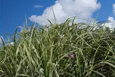 Miscanthus sinensis 'Variegatus' 9 x 9 cm Topf 0,5 Liter 