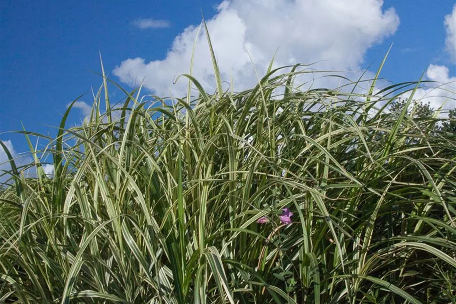 Miscanthus sinensis 'Variegatus' 9 x 9 cm Topf 0,5 Liter 