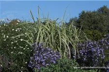 Miscanthus sinensis 'Variegatus' 9 x 9 cm Topf 0,5 Liter 