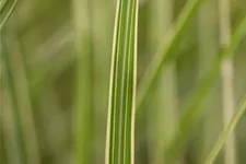 Miscanthus sinensis 'Variegatus' 9 x 9 cm Topf 0,5 Liter 