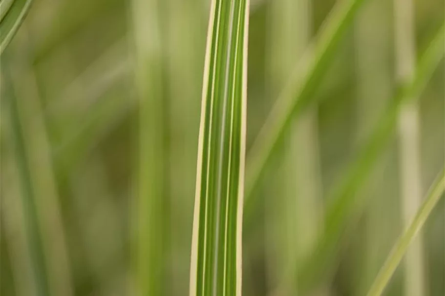 Miscanthus sinensis 'Variegatus' 9 x 9 cm Topf 0,5 Liter 